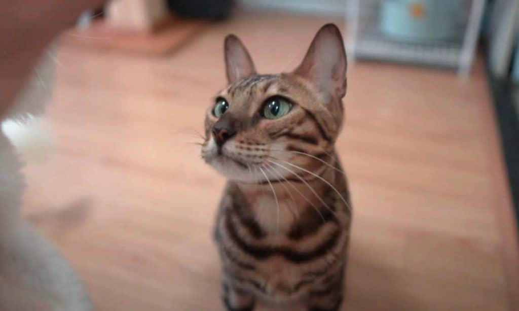 bengal cat focused at hand.