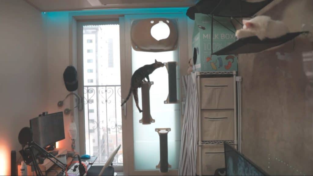 Bengal cat climbing on some suction cup scratching posts.