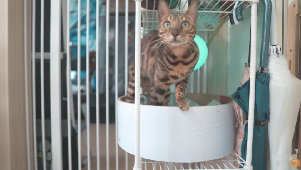 Bengal cat on a rack.