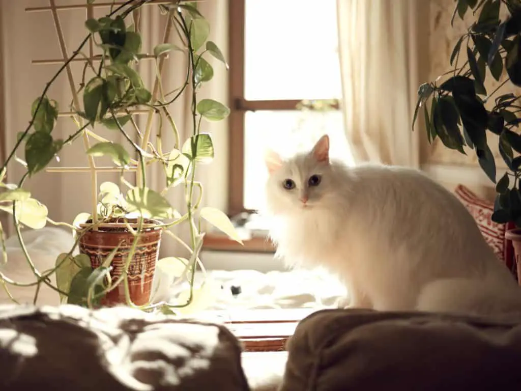 Cat in a cat-friendly studio apartment