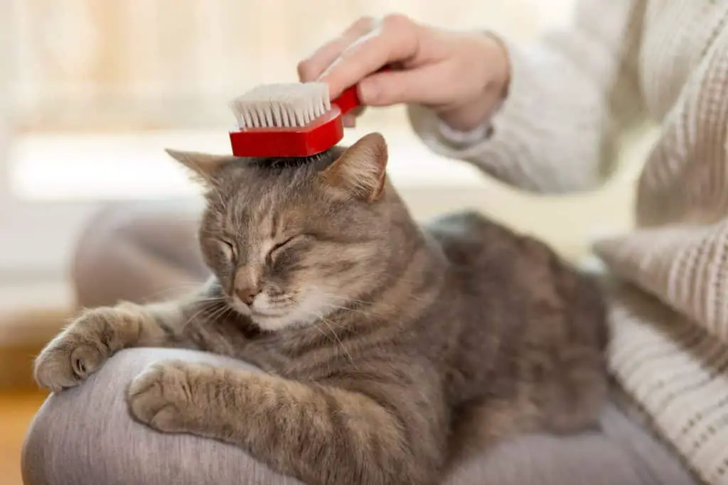 cat getting brushed on his head