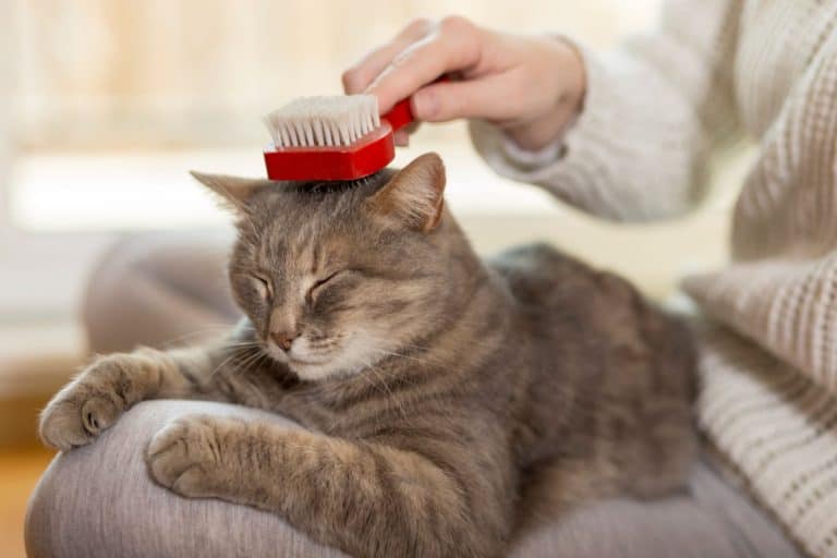 Cat Shedding Guide Reducing Shedding & Cat Hair Indoors monsieurtn