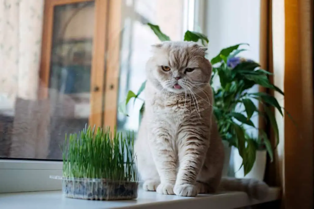 Scottish straight cat indoors with some cat nip and cat friendly plants.