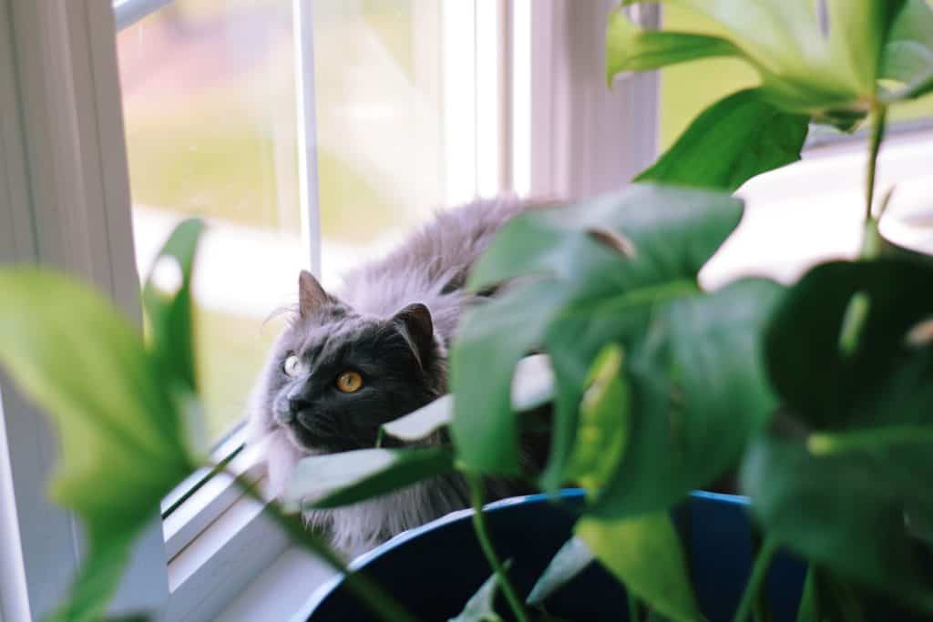 Cat looking outside the window