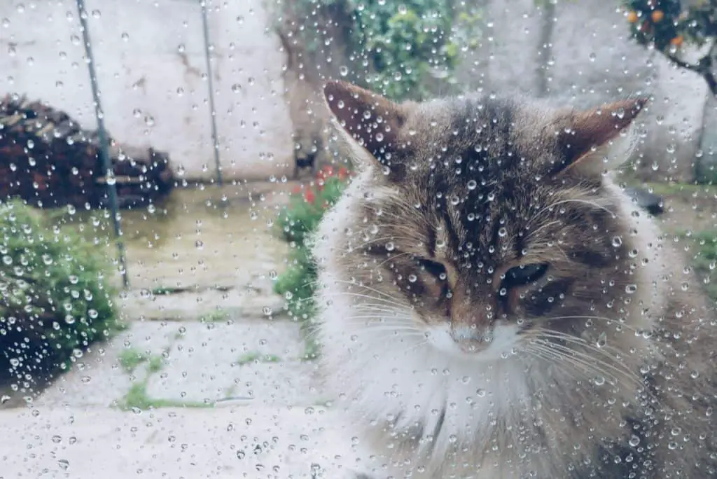 Cat obsessed with going outside gets caught in the rain.