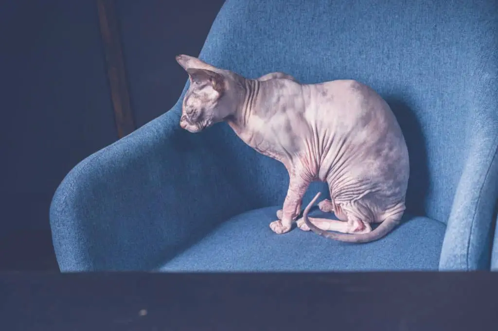 sphynx cat with no hair lays on a blue couch