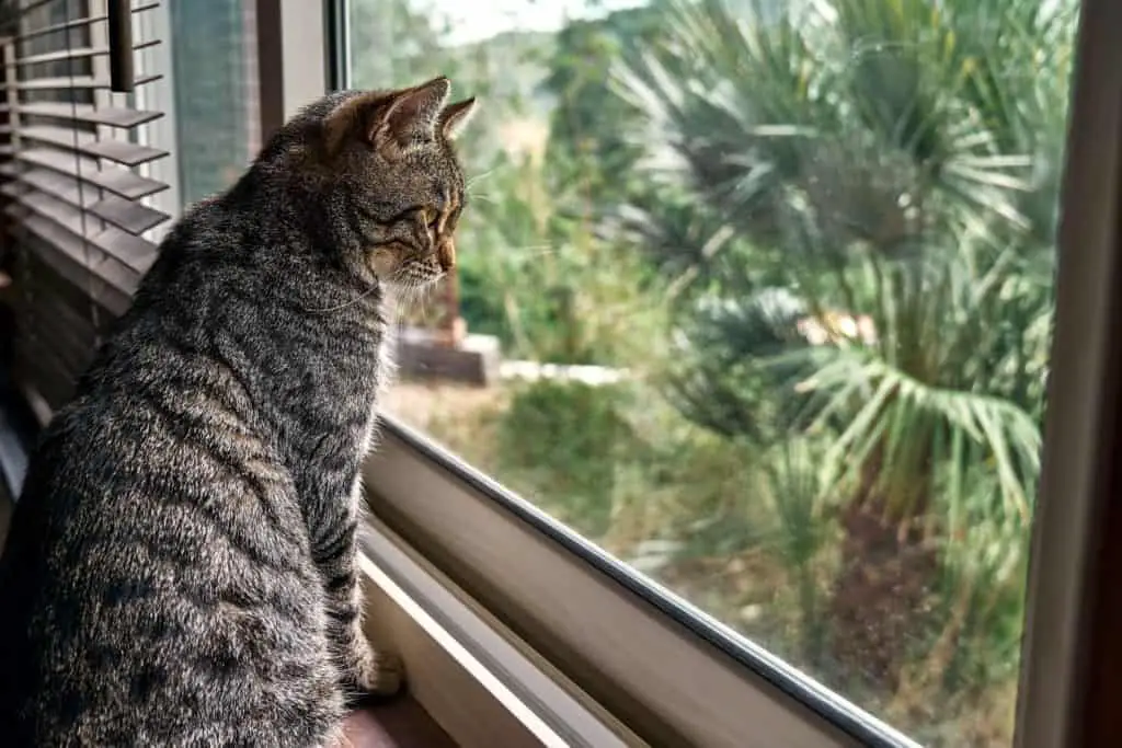 Cat obsessed with looking outside the window