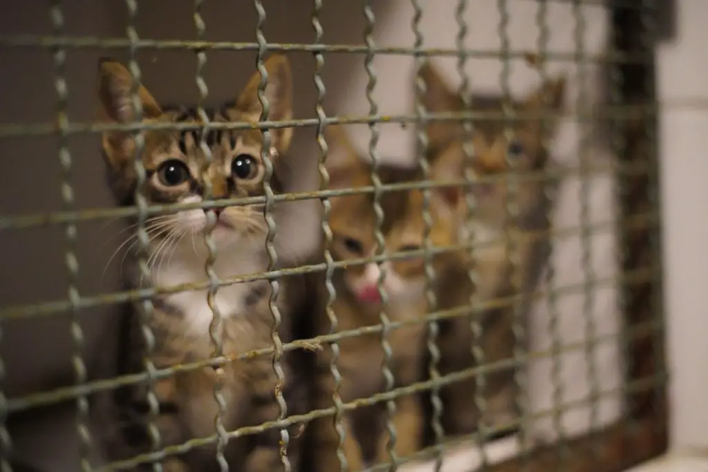 Cats in a cage in a rescue center.