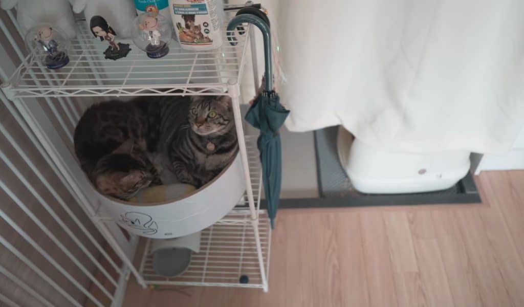 Cats on a rack, sleeping together.