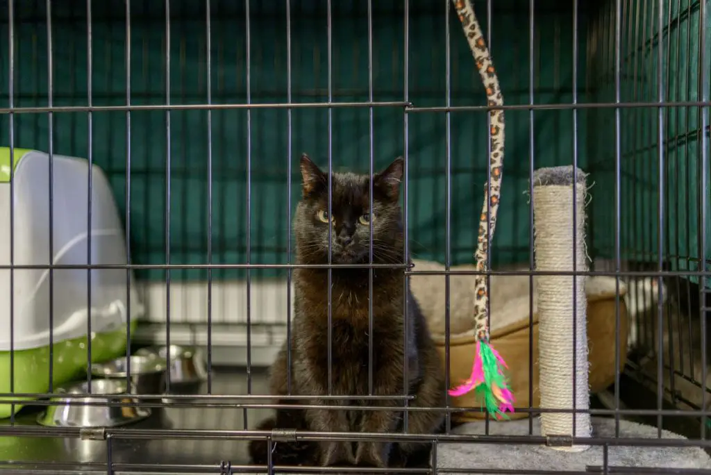 Mature cat in a cage in a rescue shelter.