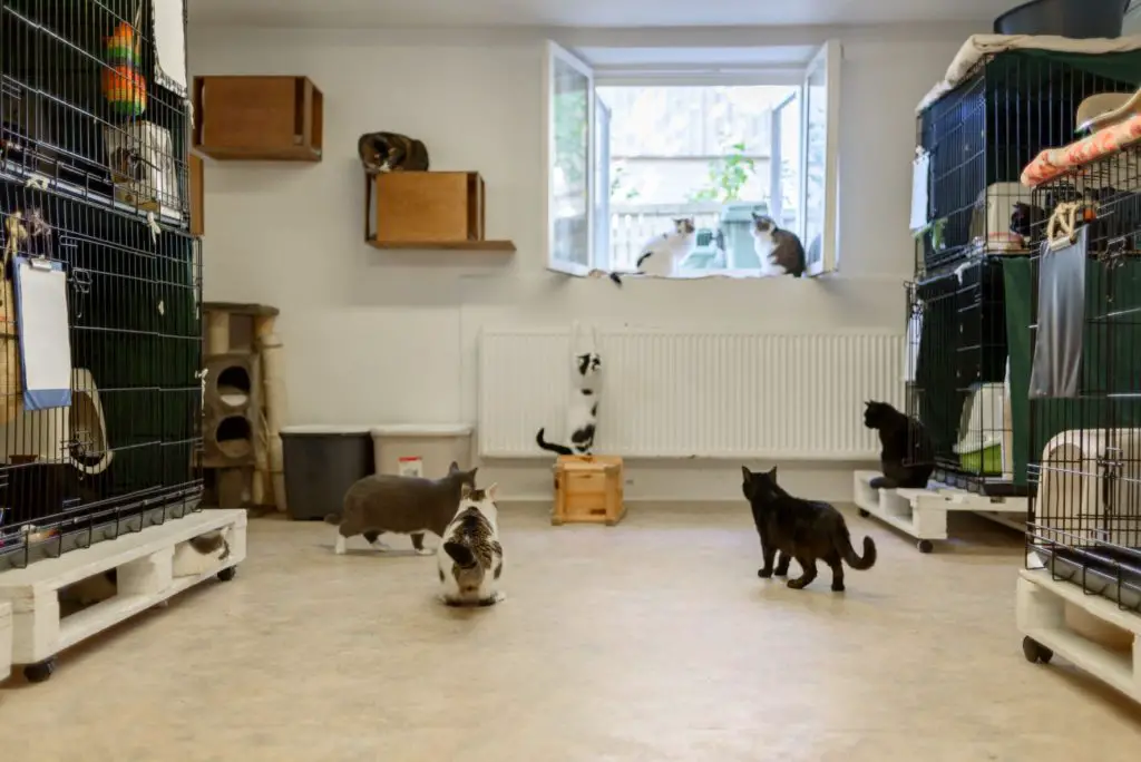 Cats in a shelter home waiting to be adopted into a forever home.