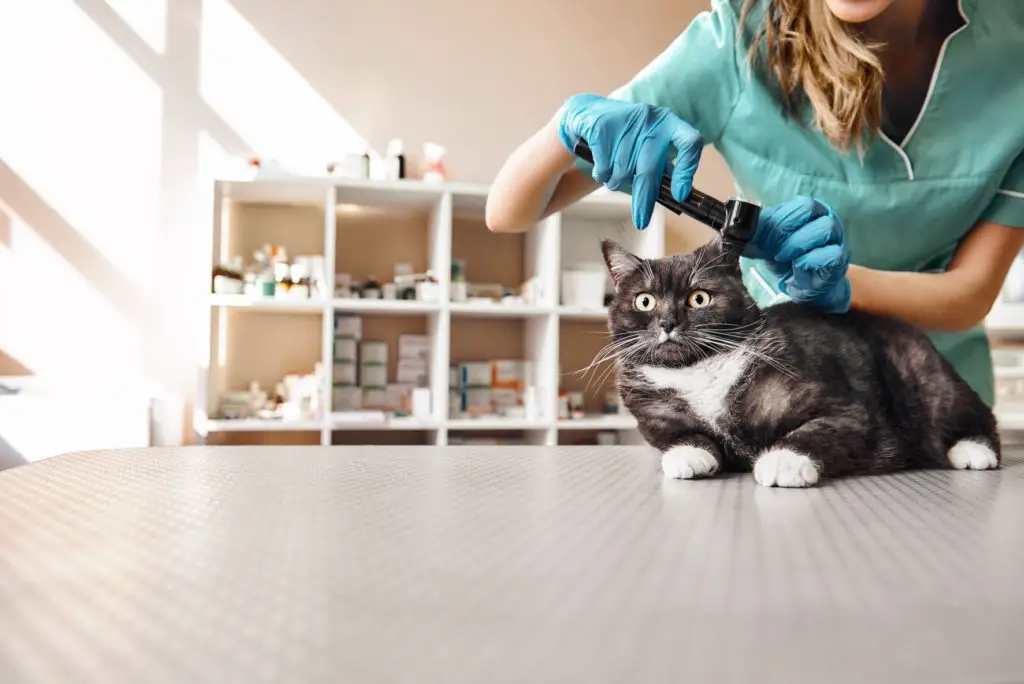Veterinarian checking adult cat before it gets adopted.
