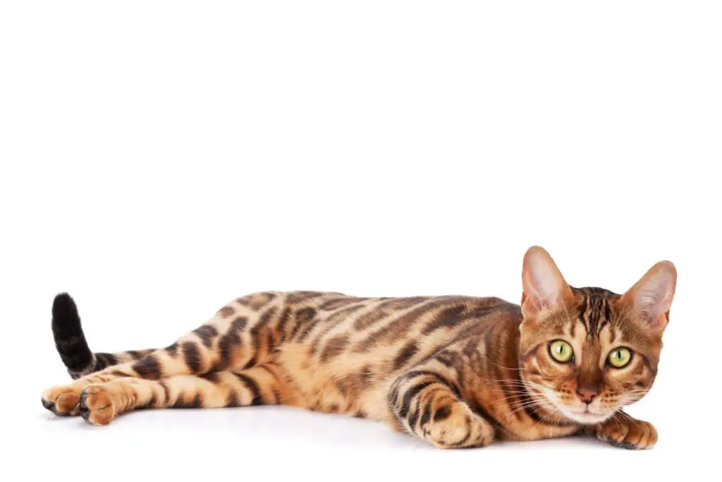 The Bengal cat is also a honorable mention for the indoor cat breed.