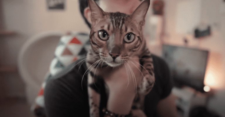 Are Cats A Lot of Work? Kittens to Senior Cats!