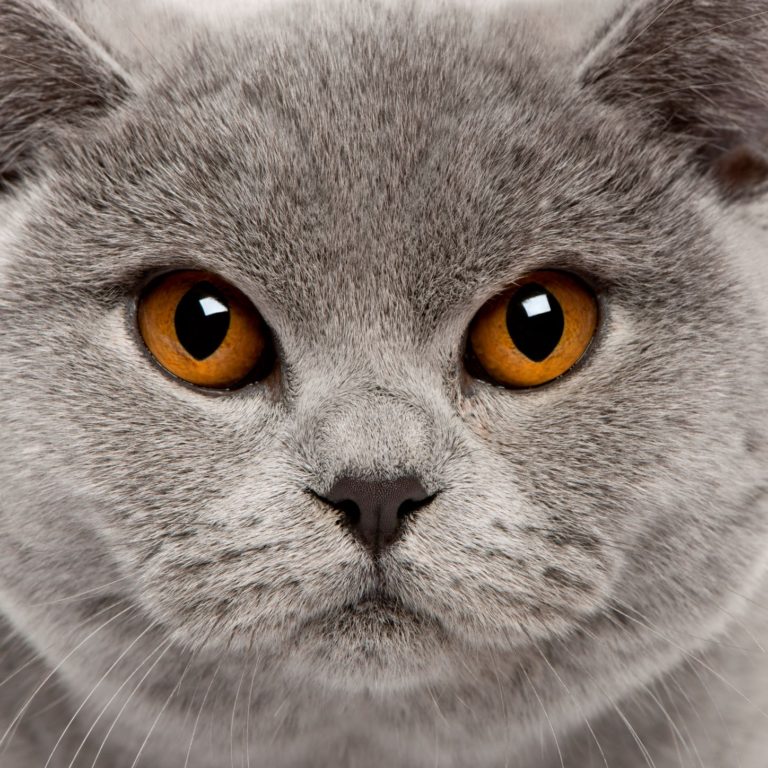 Are British Shorthair Cats Good Apartment Cats? They’re Chonking Great!