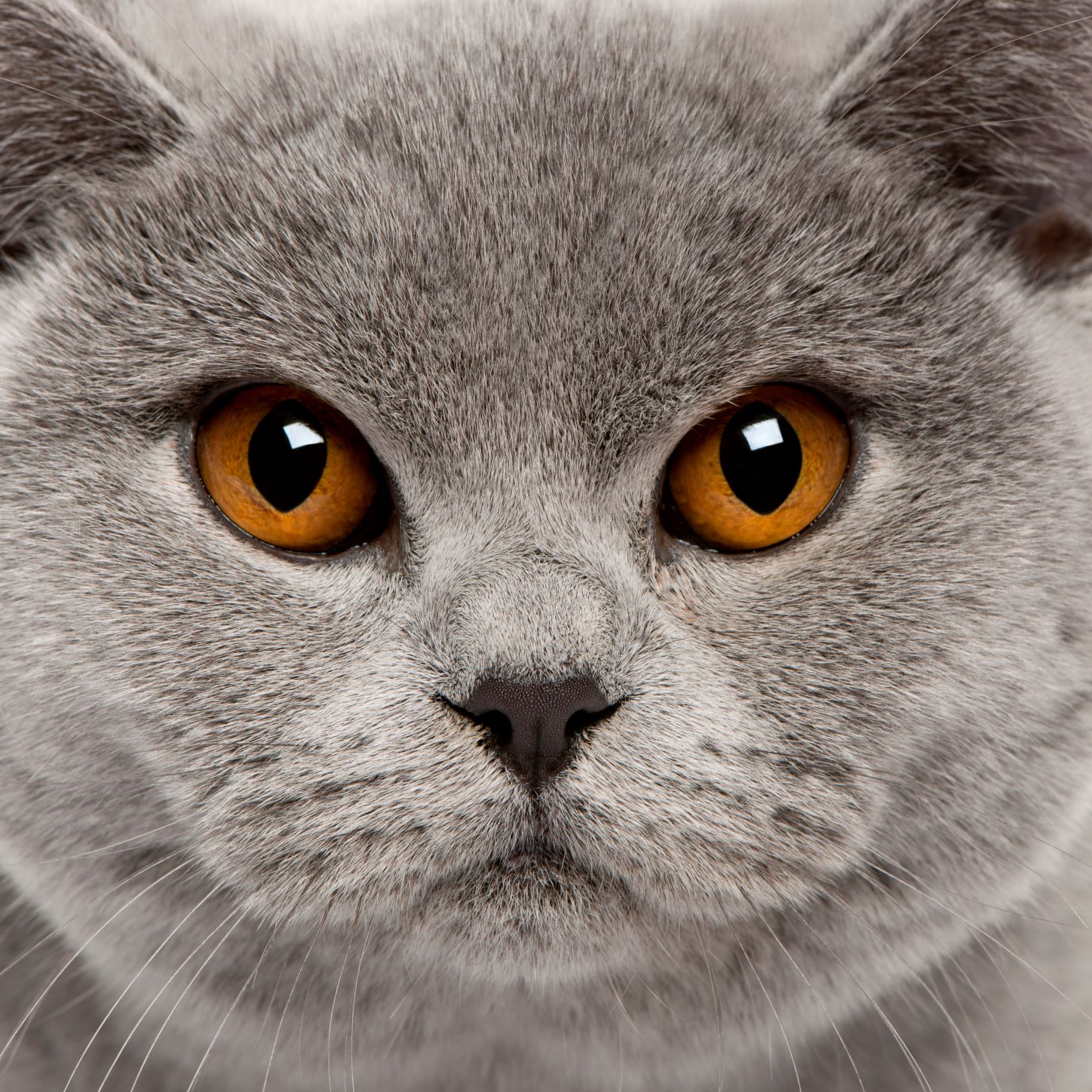 Are British Shorthair Cats Good Apartment Cats? They're Chonking Great