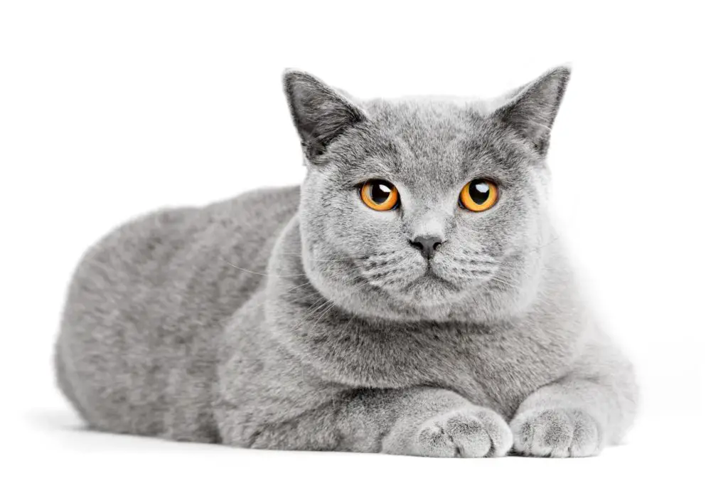The British Shorthair cat is among the best indoor cat breeds!