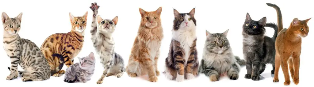 There are 45 pedigreed cat breeds!