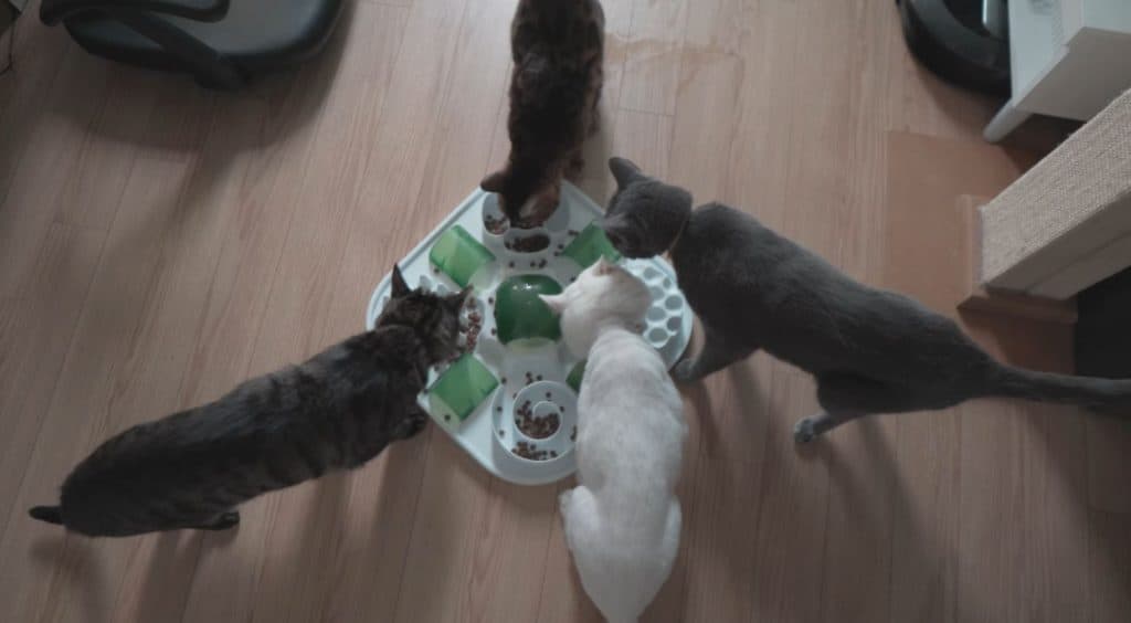 Cats around the food puzzle, touching and prodding.