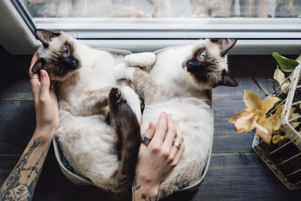 Two Siamese cats on the window sill in an apartment.