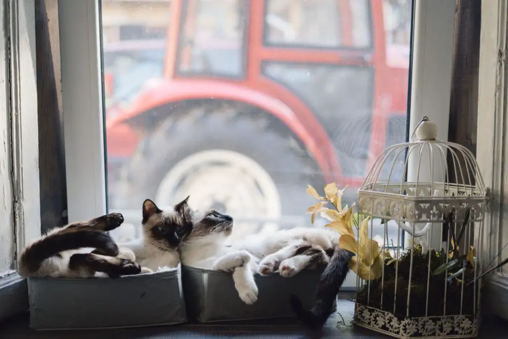 Two Siamese cats relaxing on the window in an apartment.
