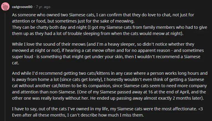 Reddit excerpt for the Siamese cat.