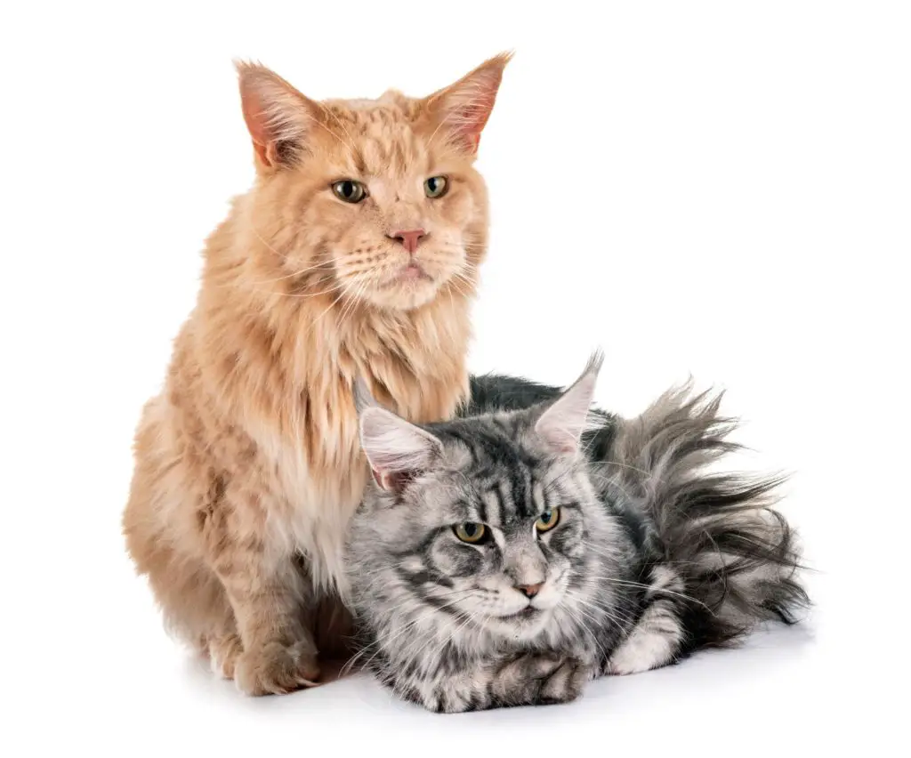 The Main Coon is also a popular choice for the best indoor cat breed.
