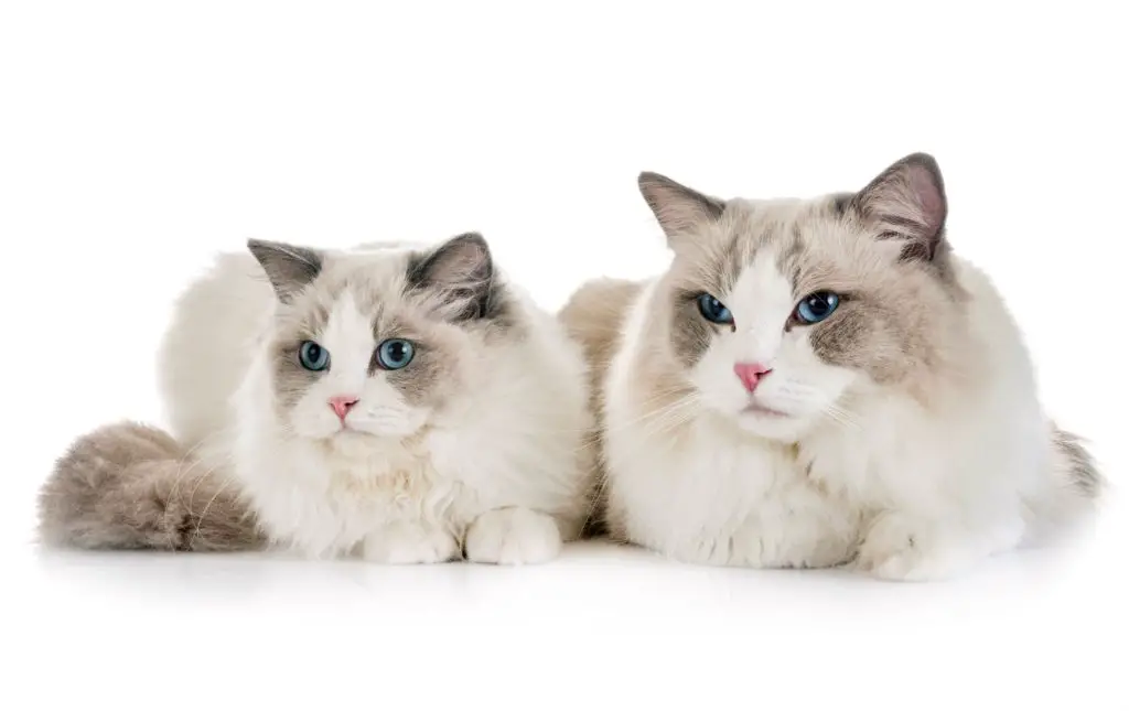The Ragdoll is the most popular cat chosen as the best indoor cat breed.
