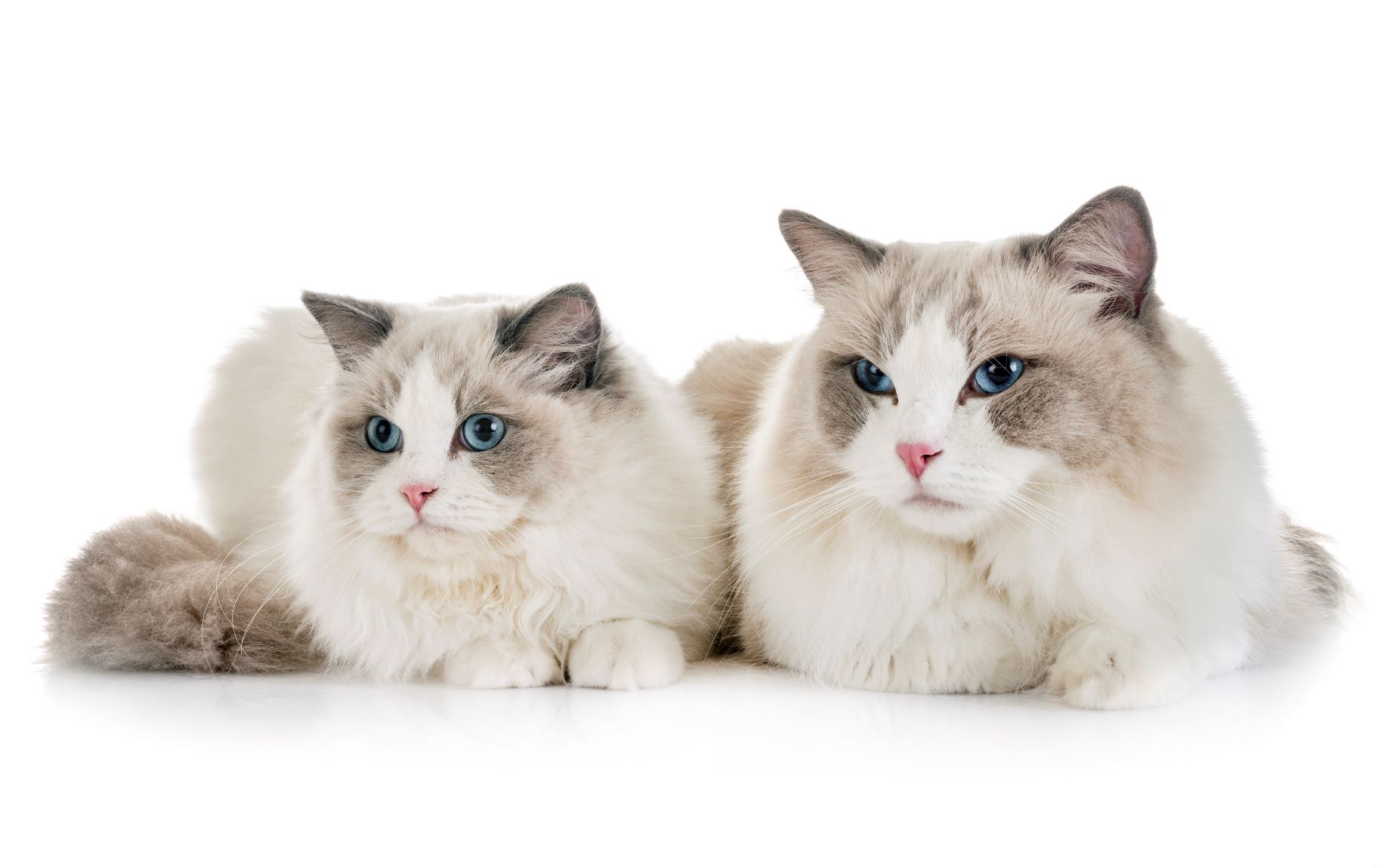 A Comprehensive Guide To Indoor Cat Breeds For Your Cozy Home