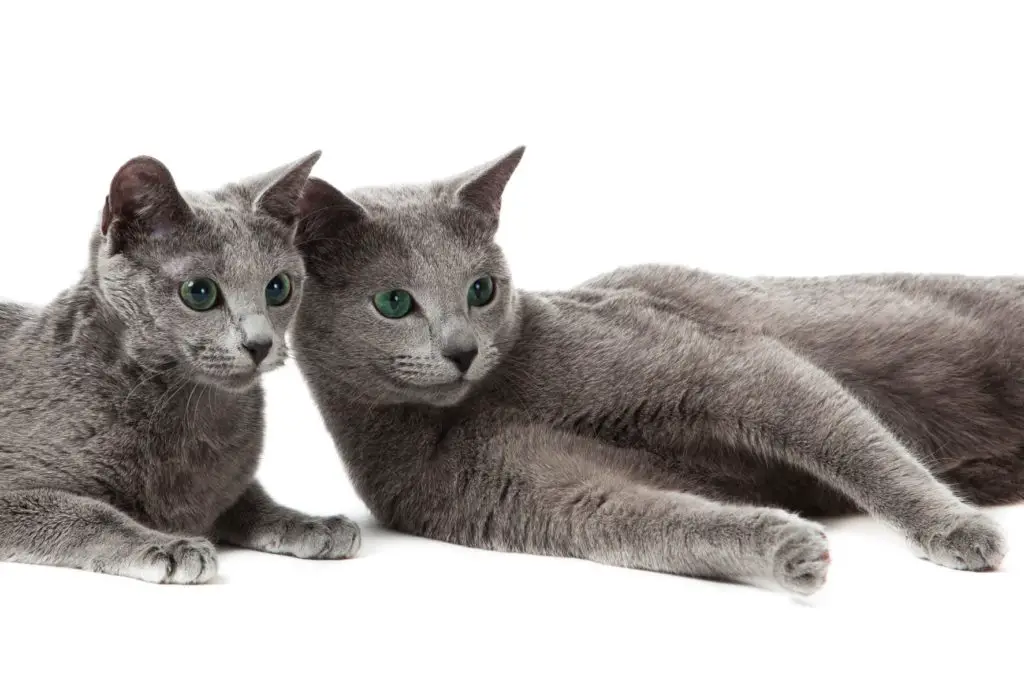 Russian Blue is the third best indoor cat breed.