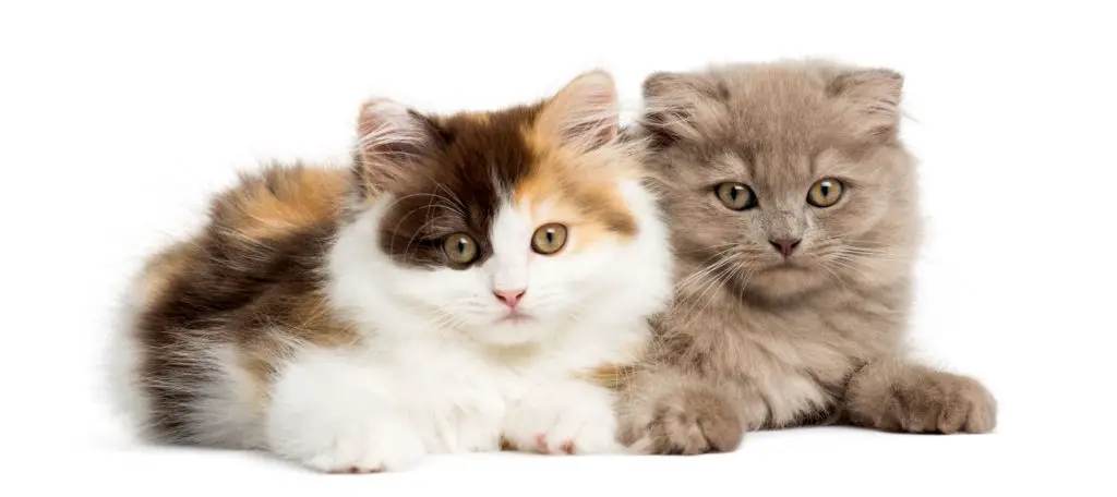 The Scottish Fold/Straight is an honorable mentions for one of the best indoor cat breeds.