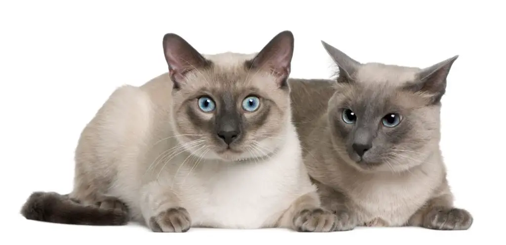 The second best indoor cat breed is the Siamese cat.