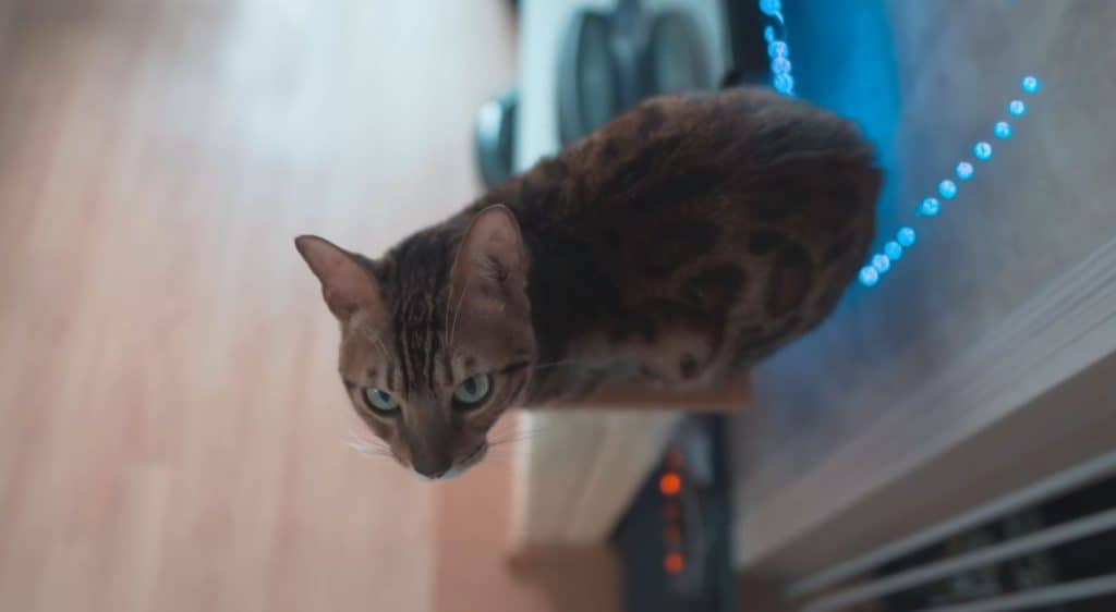 A Bengal cat on a scratching post. Bengal cats can adjust very quickly to their environment.