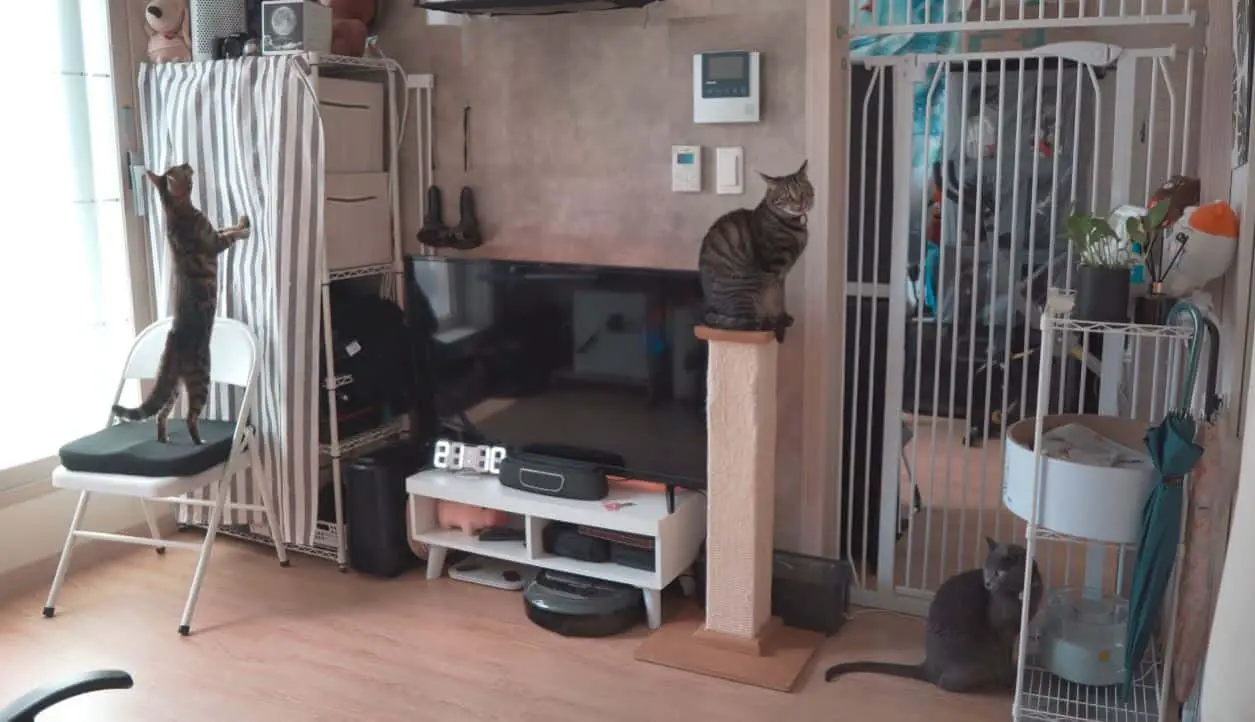 How Long Does It Take a Cat to Adjust to New Home + Chart monsieurtn