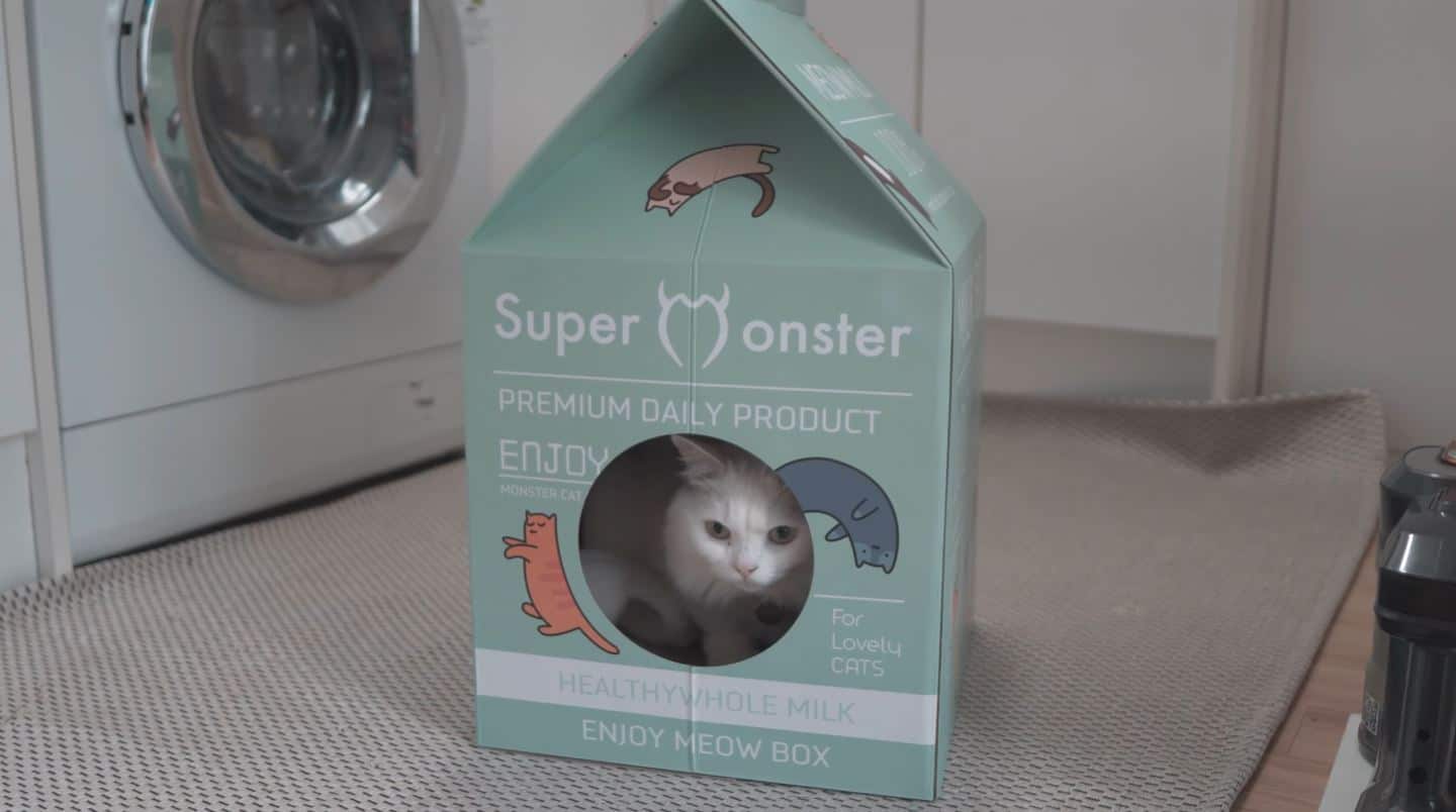 How Long Does It Take a Cat to Adjust to New Home + Chart monsieurtn