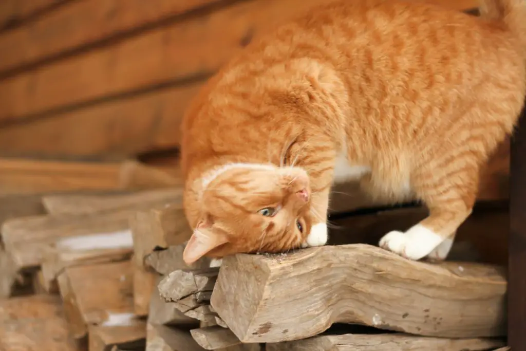 A confident cat is rubbing its head on wood to mark its territory.