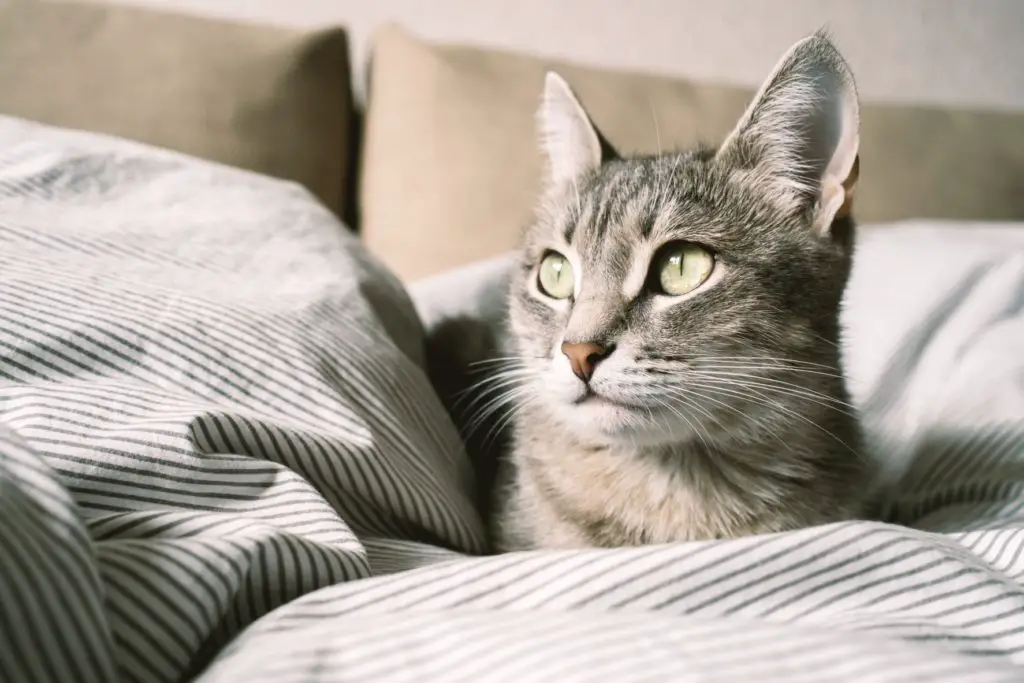 Relaxed cat on the bed.