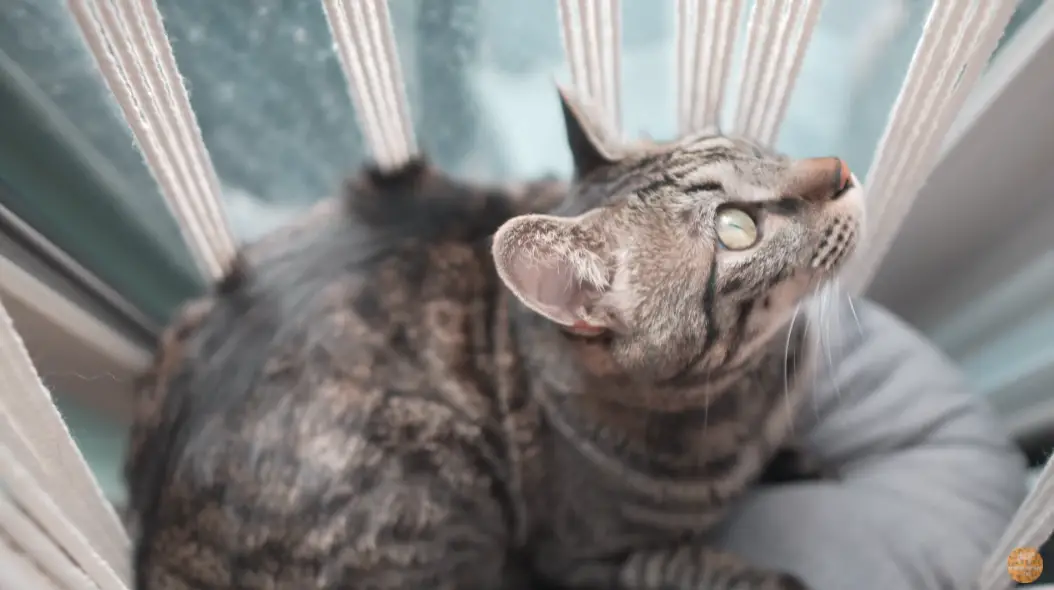 Can Cats Ruin Apartments? Don’t Let Them! monsieurtn