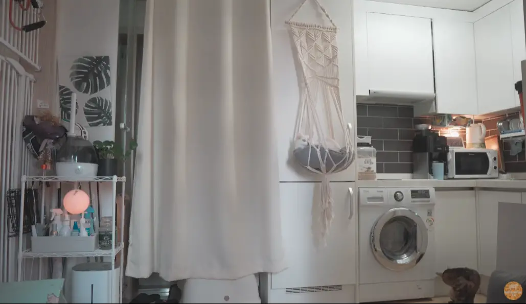 Can Cats Ruin Apartments? Don’t Let Them! monsieurtn