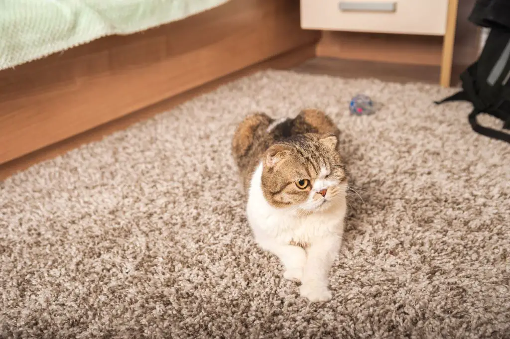 A confident cat, adjusted cat sitting in the center of the room.