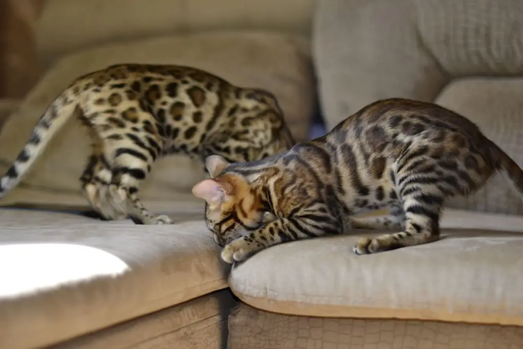 Bengal kittens playing on the couch