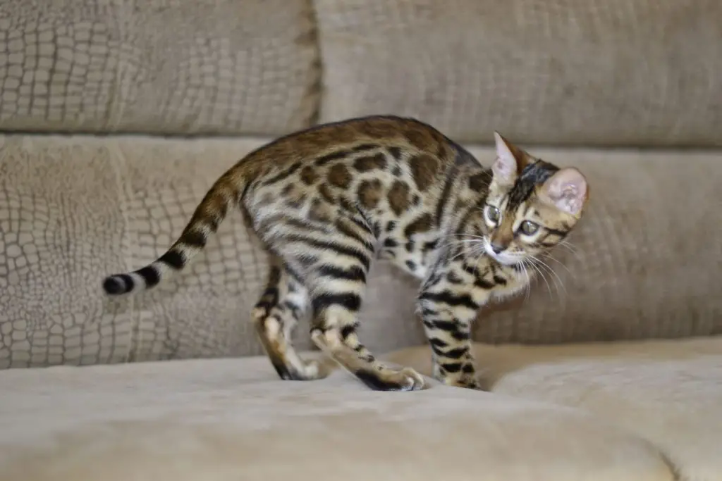 Bengal kitten looking around