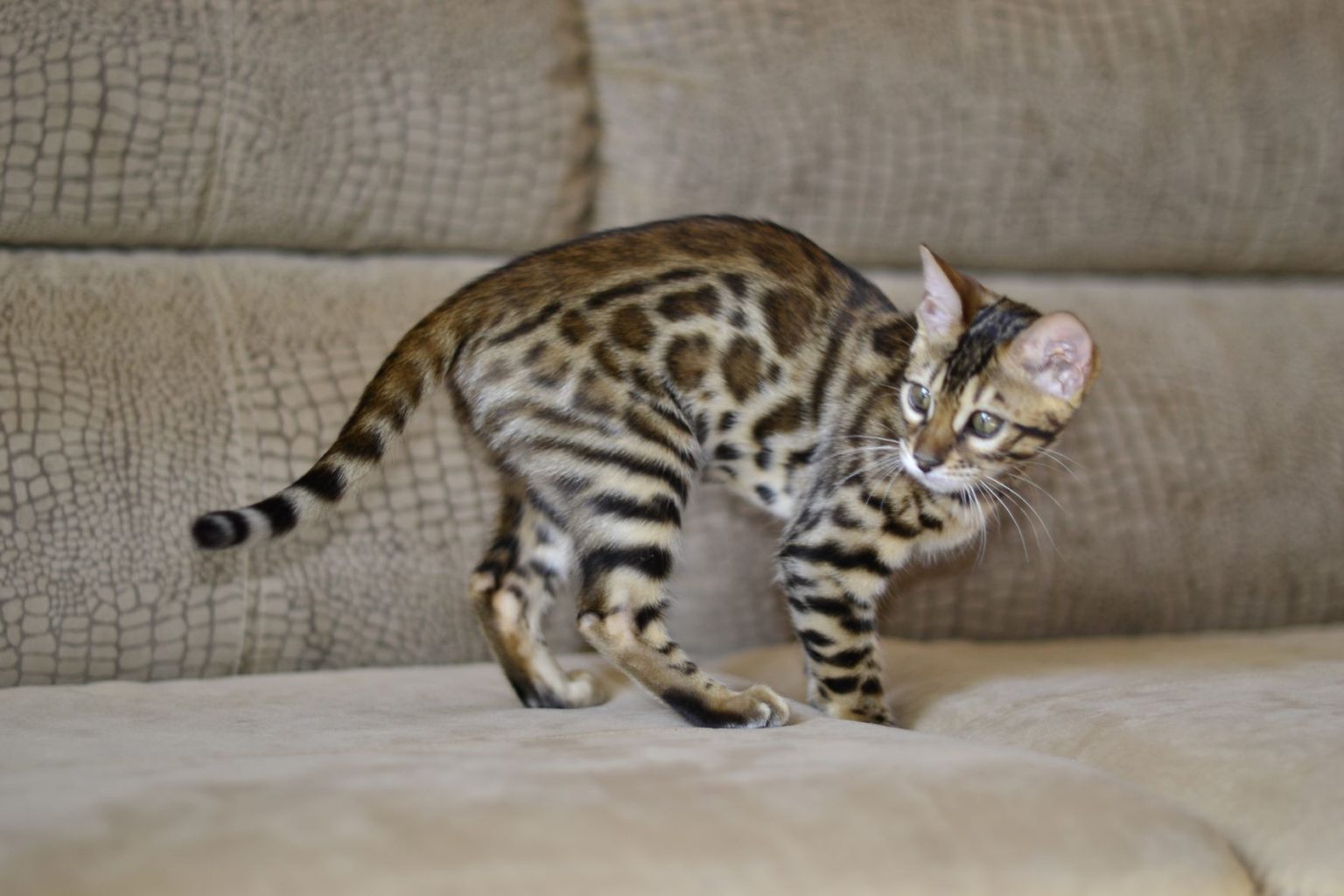 How Much Do Bengal Cats Cost? 2022 Complete Cost Guide! monsieurtn