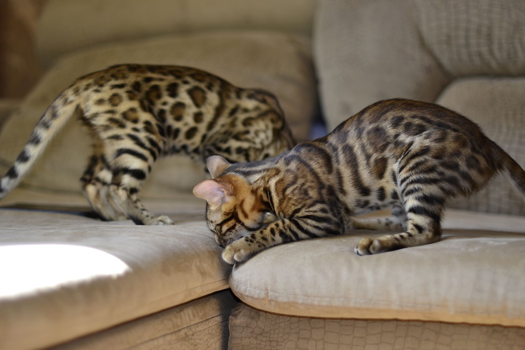 How Much Do Bengal Cats Cost 2022 Complete Cost Guide monsieurtn