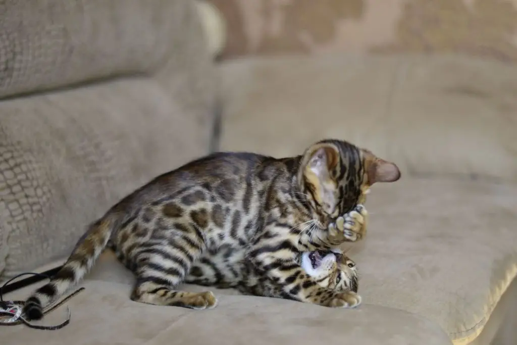 Bengal cats rough-housing with each other.