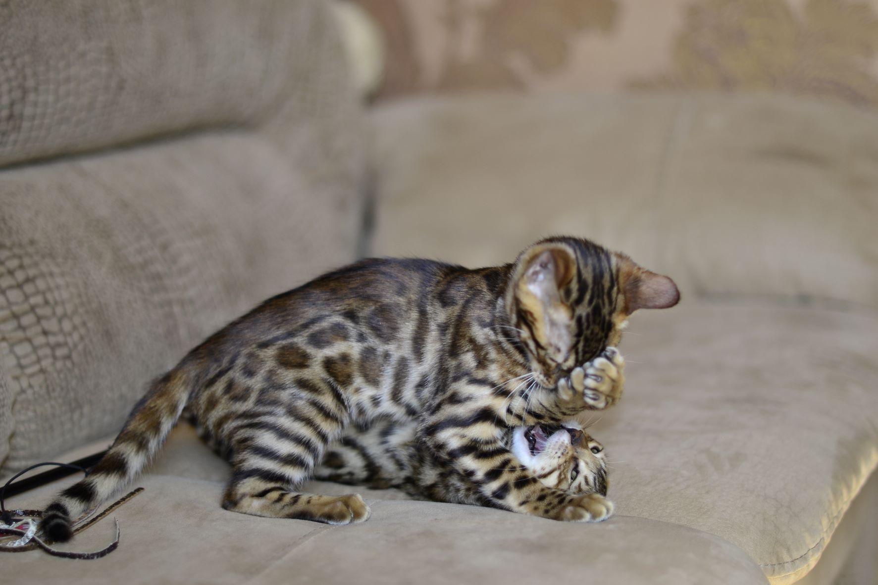 How Much Do Bengal Cats Cost? 2022 Complete Cost Guide! monsieurtn