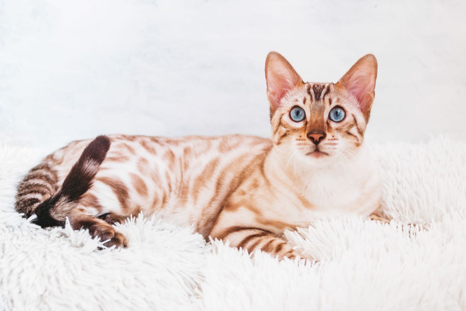 How Much Do Bengal Cats Cost? 2022 Complete Cost Guide! monsieurtn