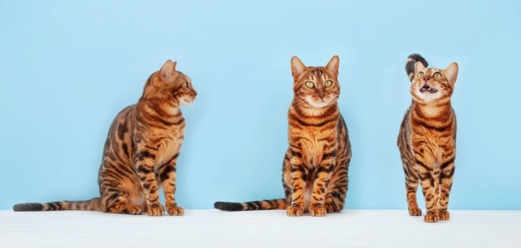 Different Bengal cat poses