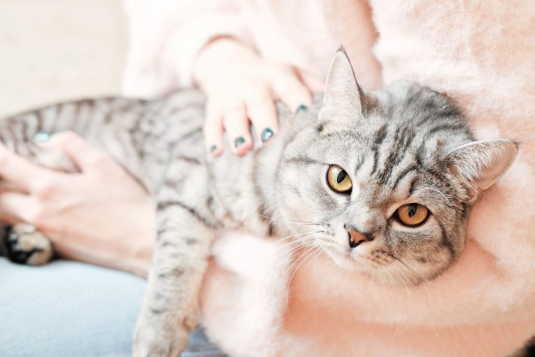 Cat Breed Personalities: Which Breed Is Right For You?
