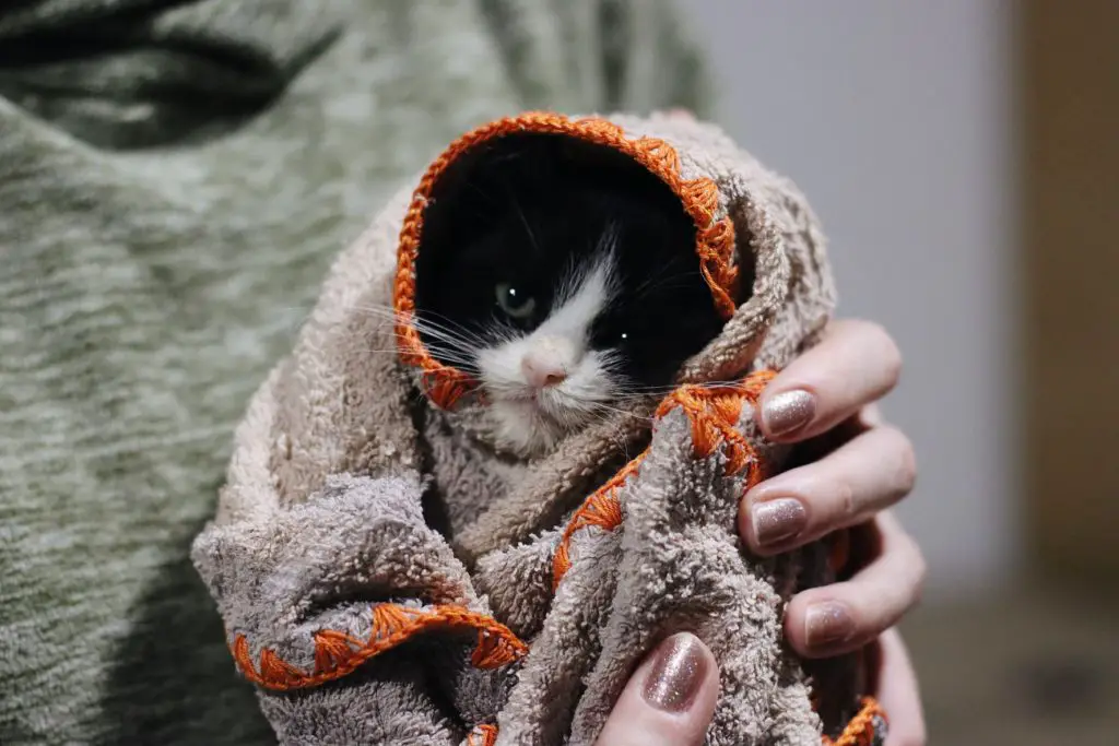 Sick kitten is bundled up in a warm blanket.